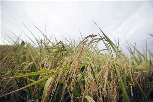 FDA Suggests Limit for Arsenic in Infant Rice Cereal