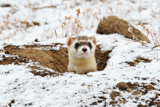 Ferrets Playing In Snow