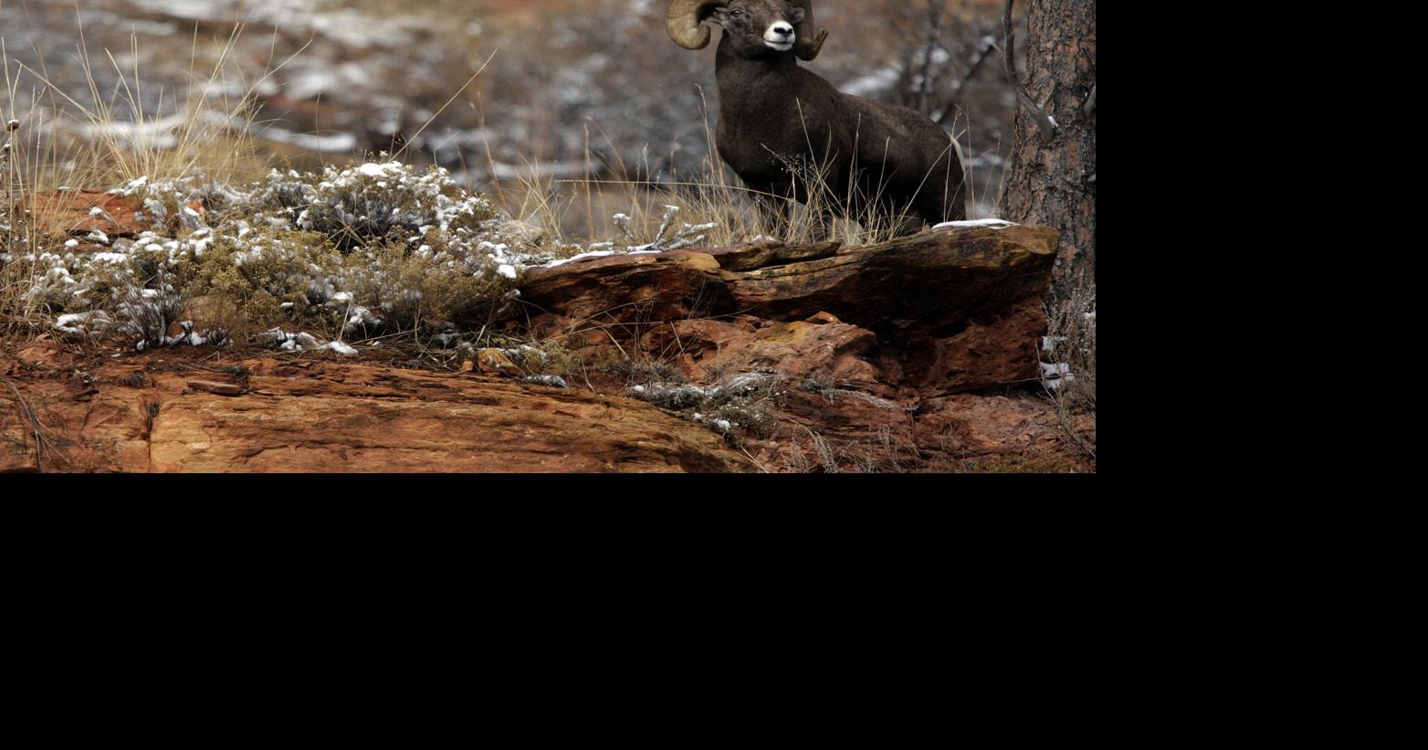 Bighorn sheep at Cleghorn Canyon