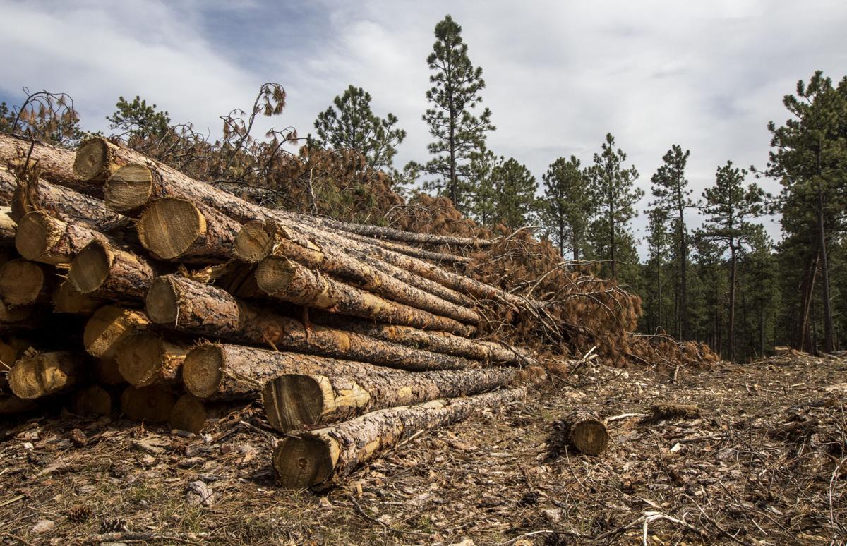 As Black Hills Beetle Epidemic Ends Resiliency Project Begins Local Rapidcityjournal Com