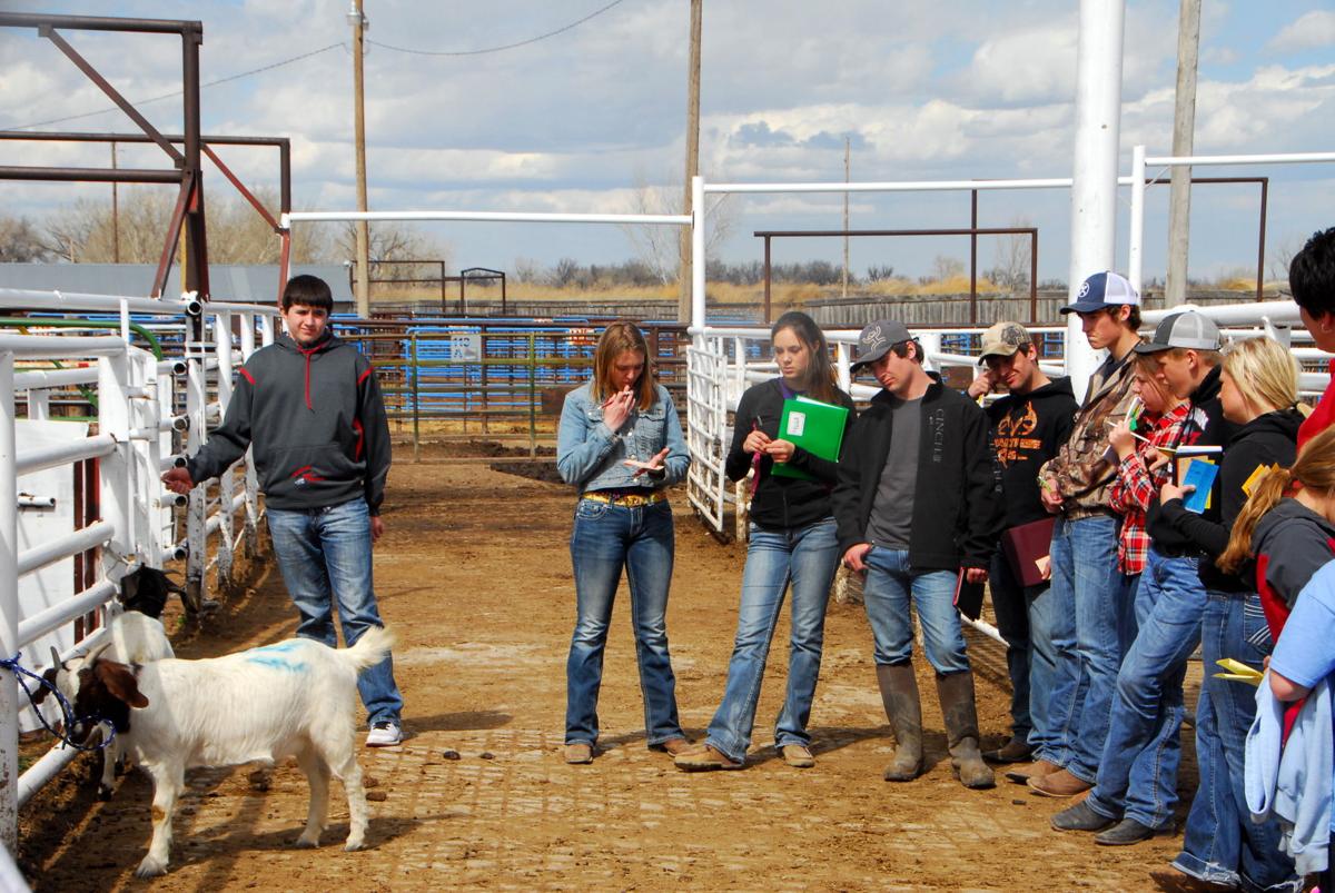 Livestock evaluation classes offered for youth