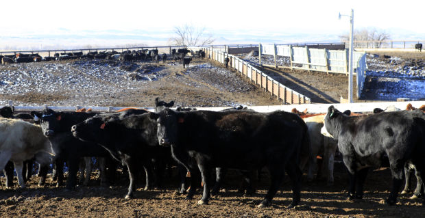 cattle range north dakota