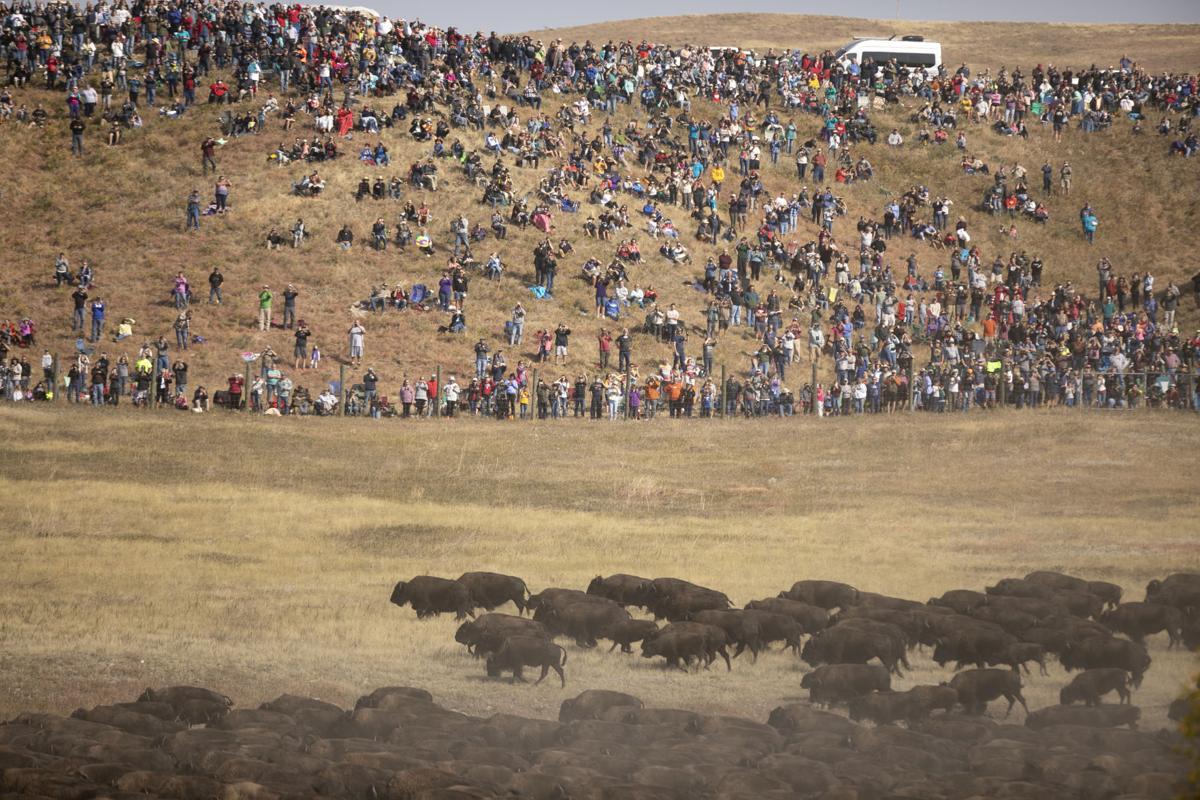 Thousands attend buffalo roundup at Custer State Park Local