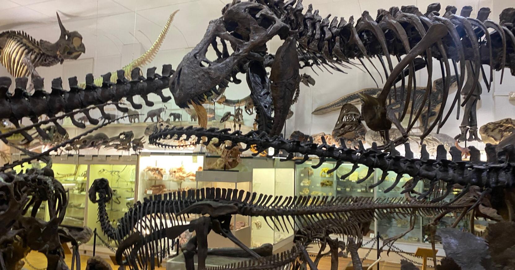 50 years of fossils, minerals: Weeklong celebration marks Black Hills Institute milestone - Vimarsana News