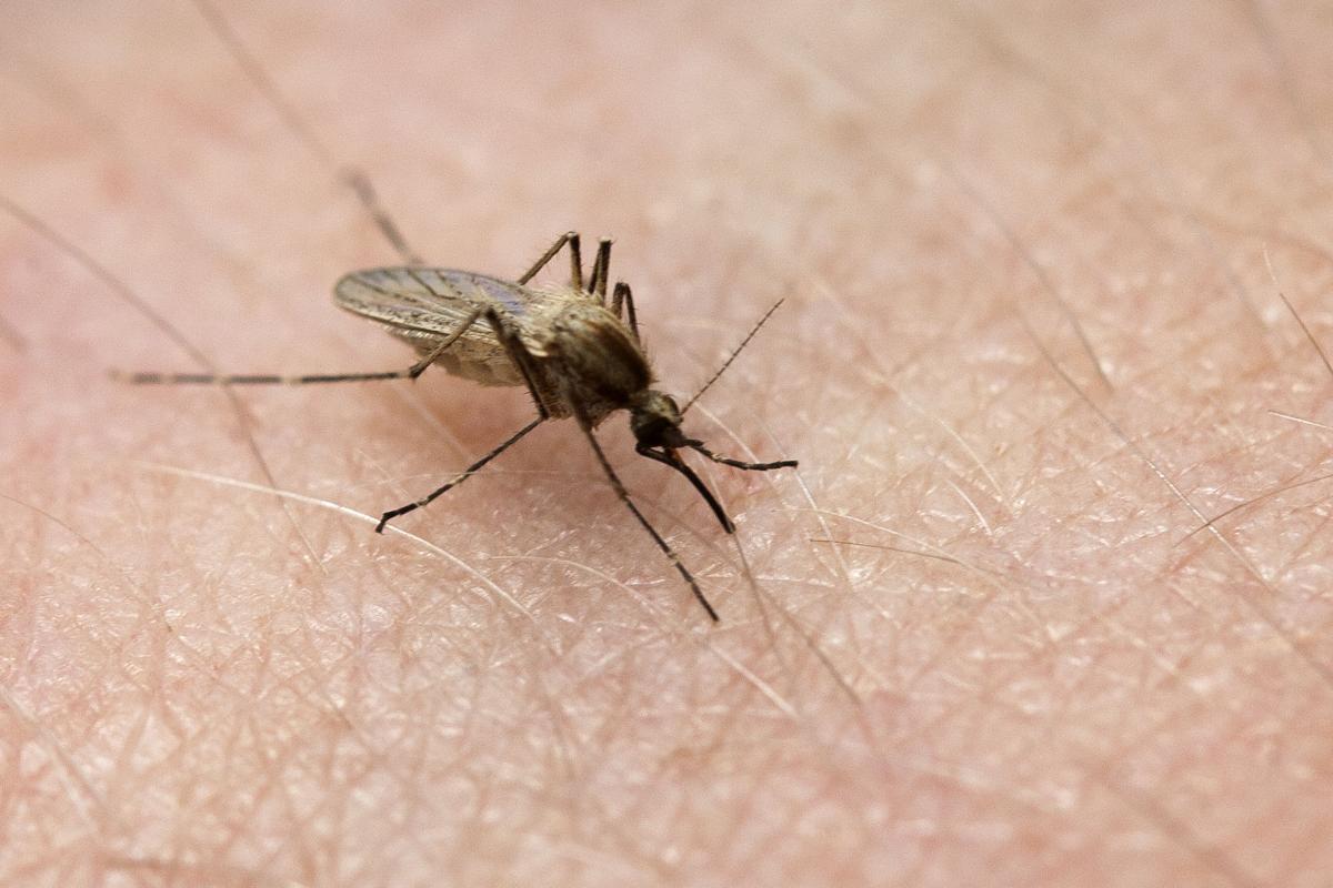 Mosquito