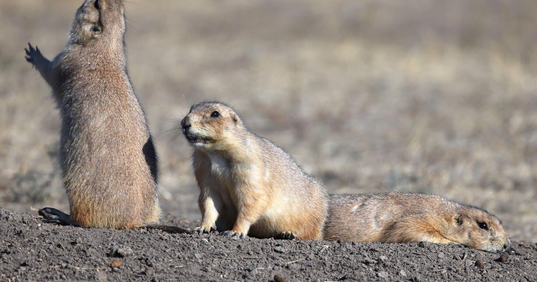 Plague confirmed in Badlands-Conata prairie dogs - Vimarsana News