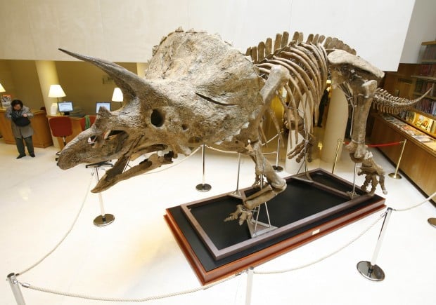 triceratops skeleton museum