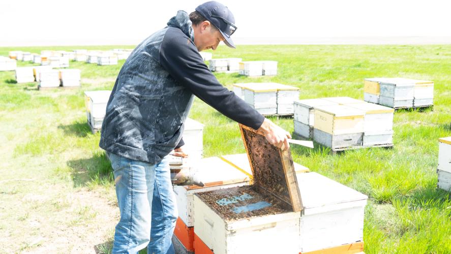 Opening the Hive