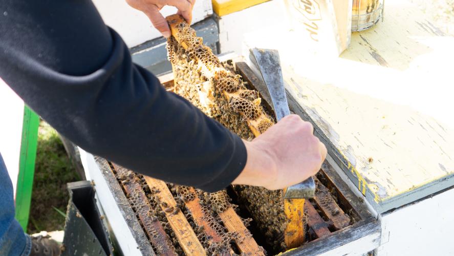Inside the Hive