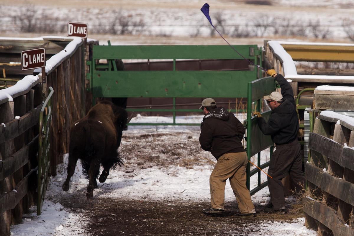 Buffalo auction at Custer State Park Photos