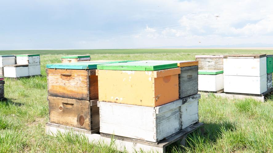 New Underwood Bee Hives
