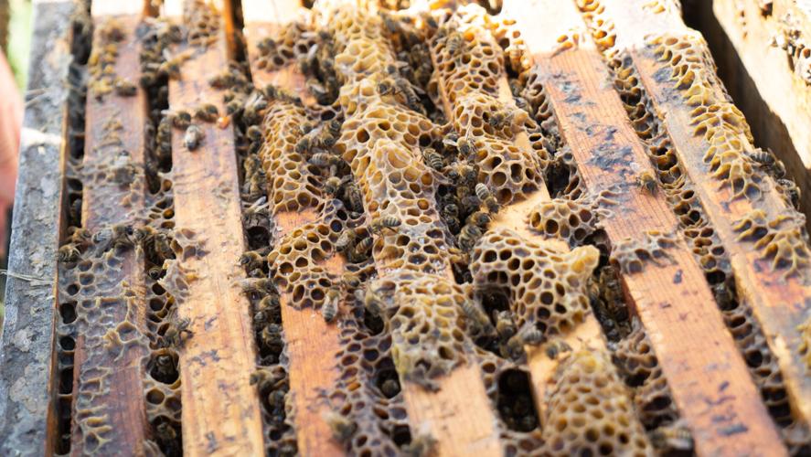 A Look Inside the Hive