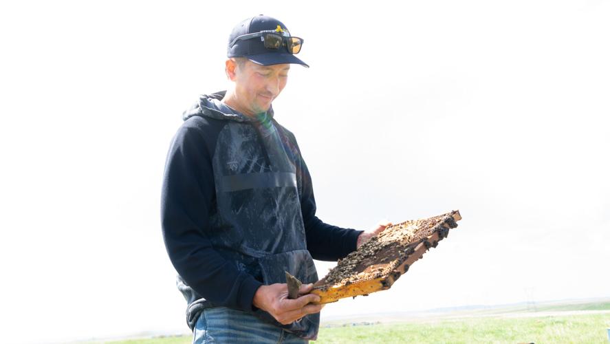 Michael Collins Bee Hives