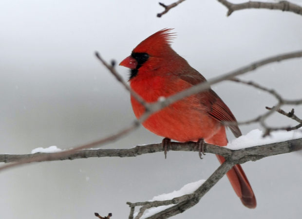 5 facts about the Northern Cardinal | Rcj | rapidcityjournal.com