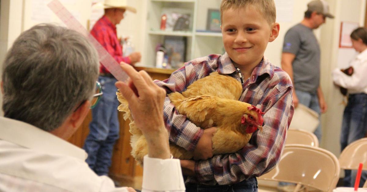 A few chickens and a duck: 4-H poultry show at fair holds on, participants see value in feathered friends Aug 28, 2026 7 mins ago