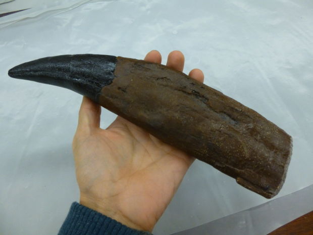 real t rex tooth