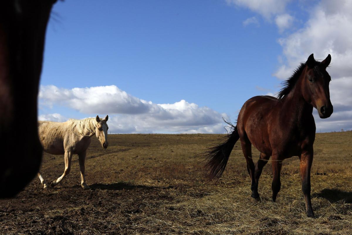 110816-nws-horses1 (copy)