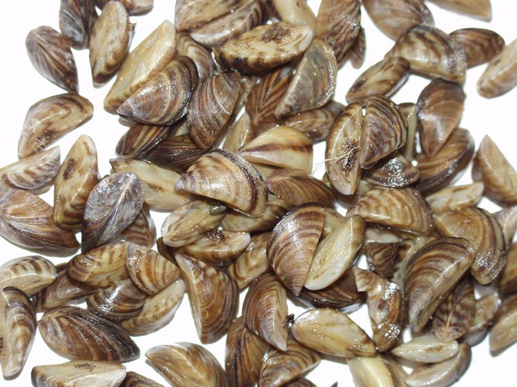 State Scrambles To Respond After Zebra Mussels Found In Lake