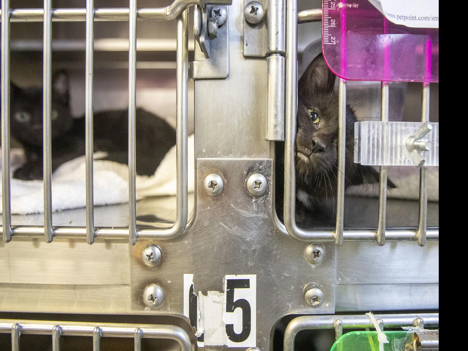 36 Dead Animals Found At Unopened Rapid City Pet Store Crime