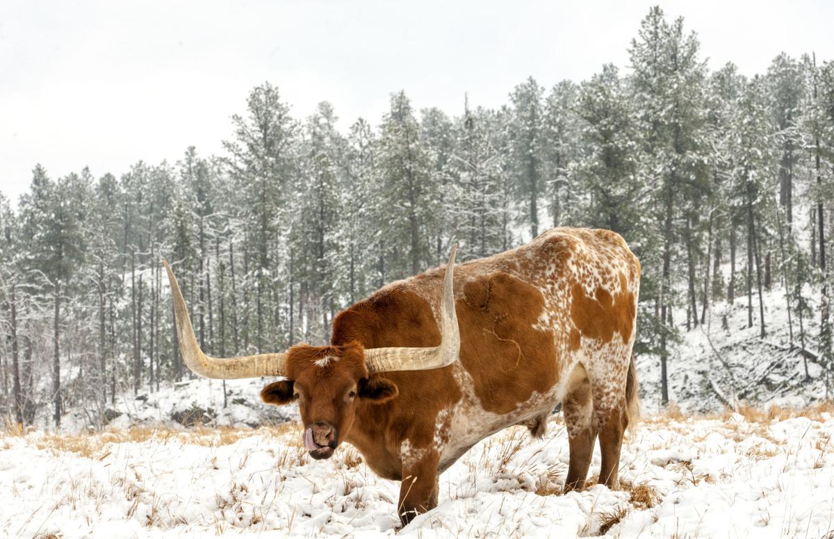 PHOTOS Snow scenes from Custer State Park Photos