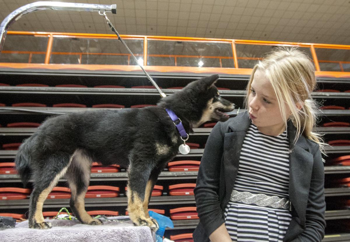 Arena Print Dog Shows Arena Print Dog Shows
