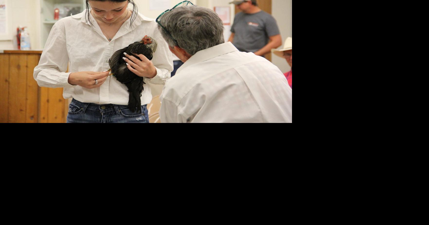 Photos from the 4-H poultry show at Central States Fair