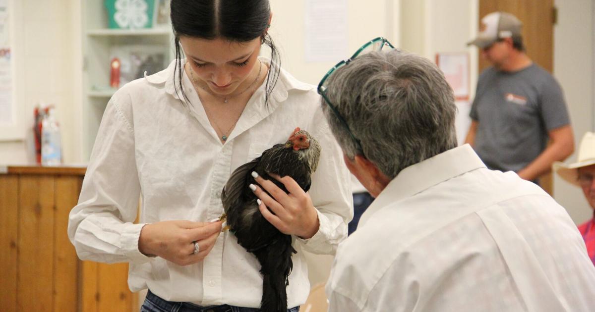 Photos from the 4-H poultry show at Central States Fair