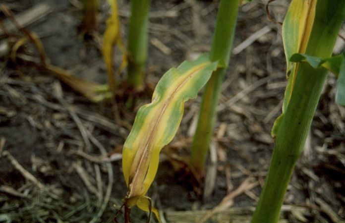 nitrogen deficiency in corn barca fontanacountryinn com nitrogen deficiency in corn