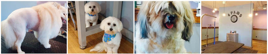 Dog Grooming Rapid City