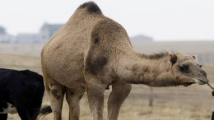 Camels Cows Share Precious Hay News Rapidcityjournal Com