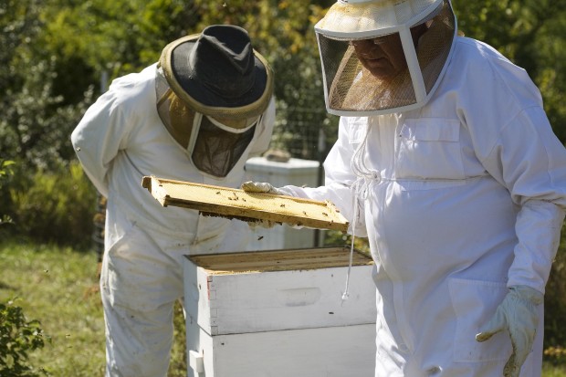 Benefits Of Bees Keep Beekeepers Buzzing Features