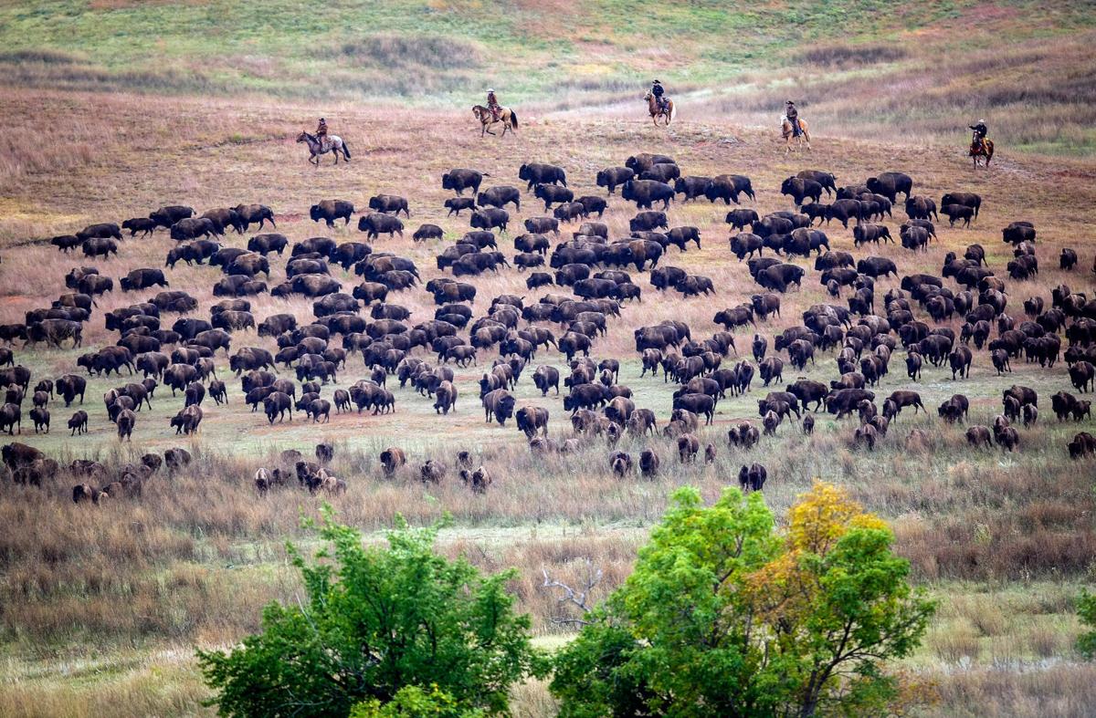 Thousands enjoy Custer State Park Buffalo Roundup