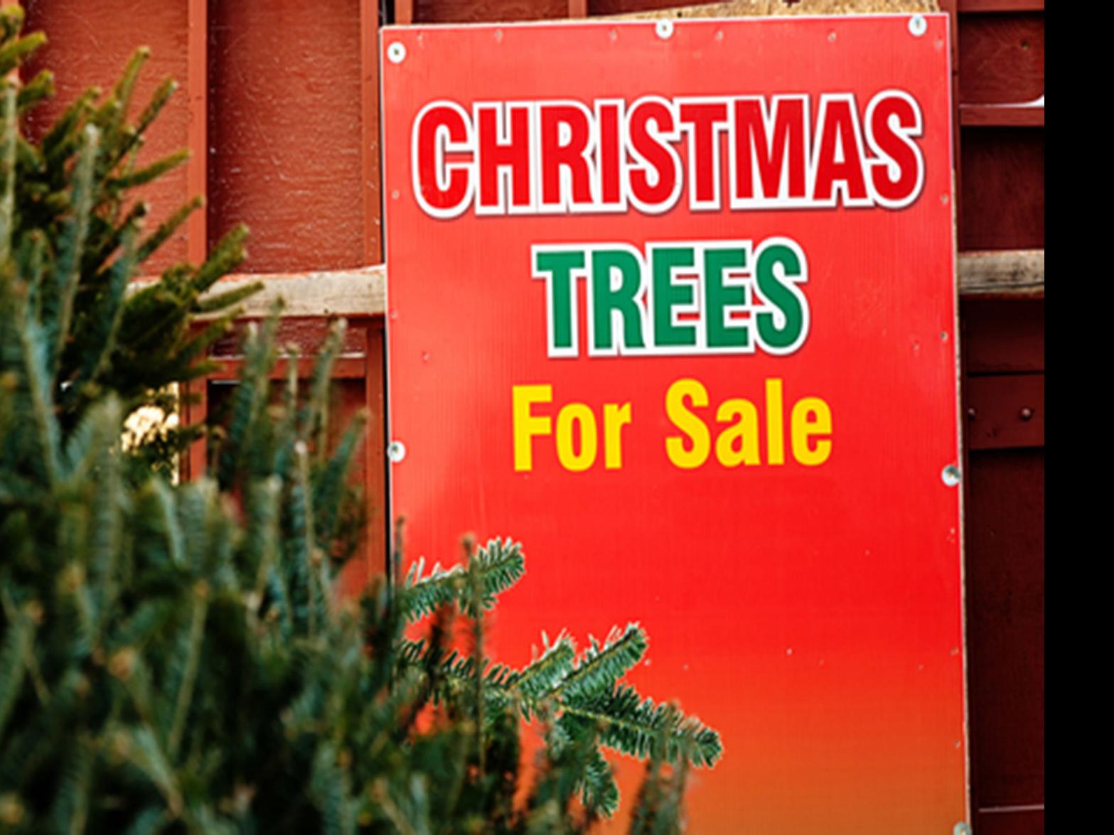 Trump S Nafta Threat Angers Christmas Tree Growers Business Rapidcityjournal Com