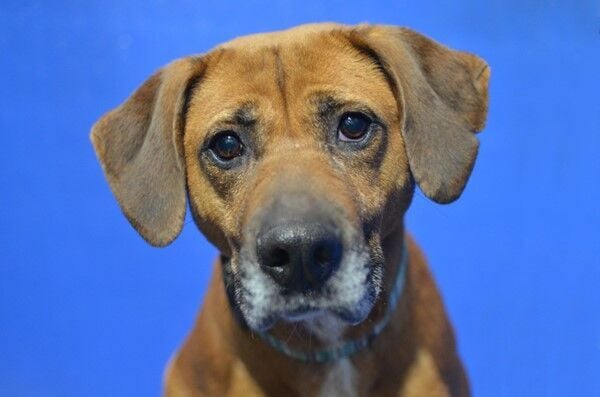 Pets for adoption in Rapid City, South Dakota