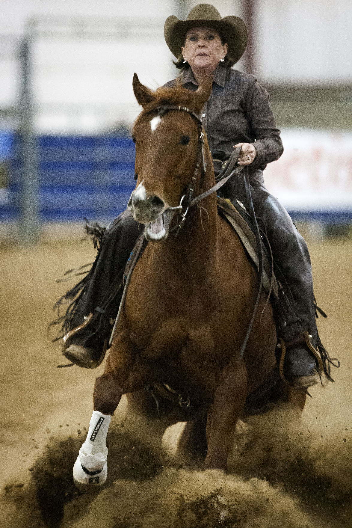 Quarter horse competition Photos