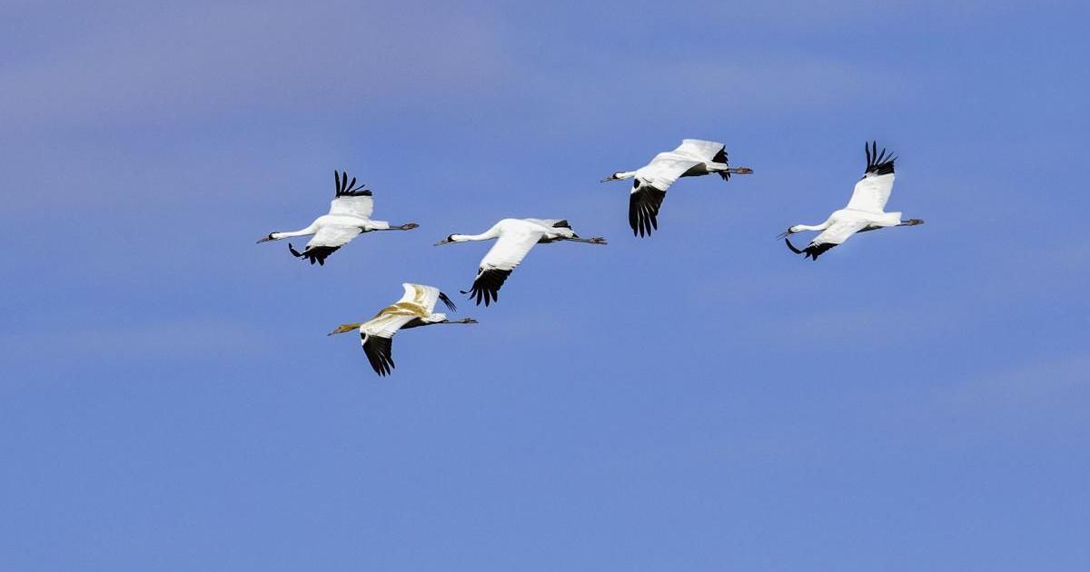 A historic gathering: Whooping cranes
