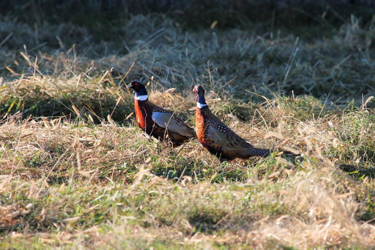 South Dakota Pheasant Survey Shows Bird Numbers Drop 17 State Regional Rapidcityjournal Com