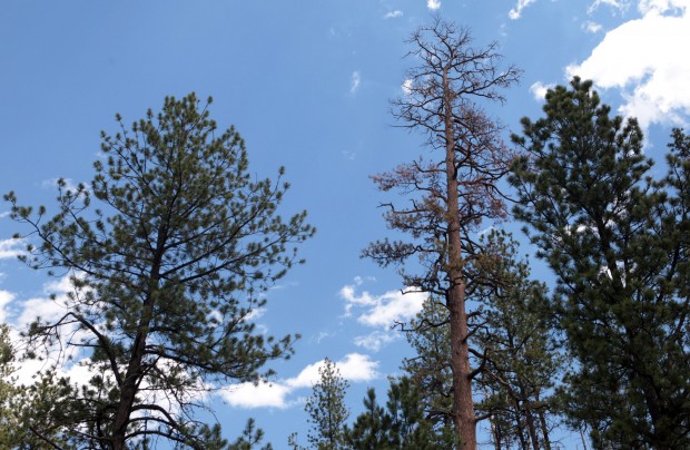 Top of South Dakota's largest tree dies, cause still uncertain | News ...