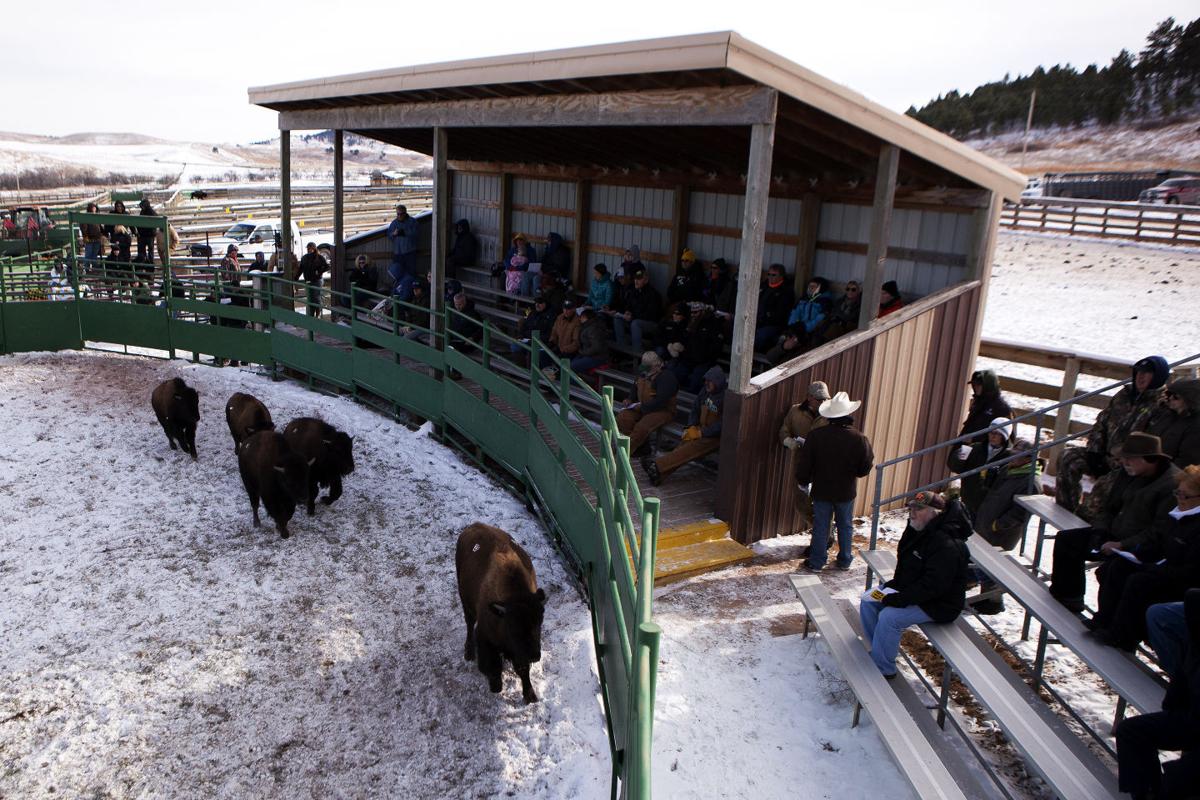 Buffalo auction at Custer State Park