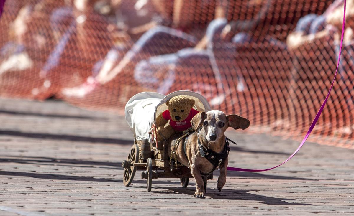 PHOTOS: Wiener dog races | Photos | rapidcityjournal.com