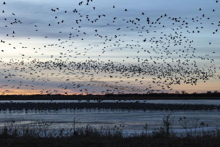 022426-cranes-1