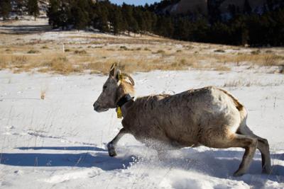 Bighorn Sheep