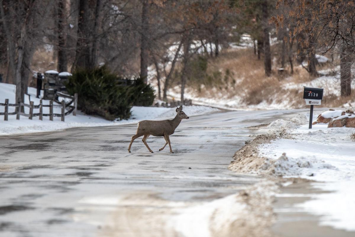 Changes Sought After Cwd Found In Rapid City Deer Local