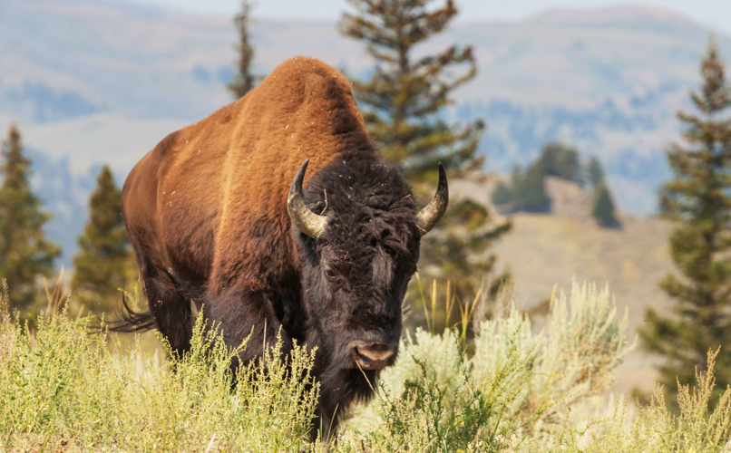 buffalo