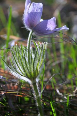 pasque pulsatilla patens makro rapidcityjournal pixnio