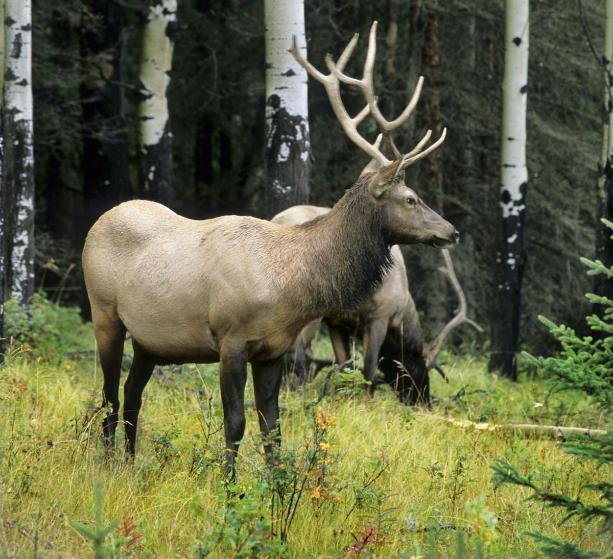 Big Game Society to auction elk tag