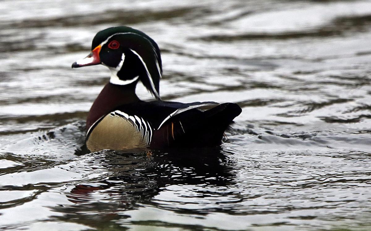 State Looks To Open Non resident Waterfowl Licenses Sports 