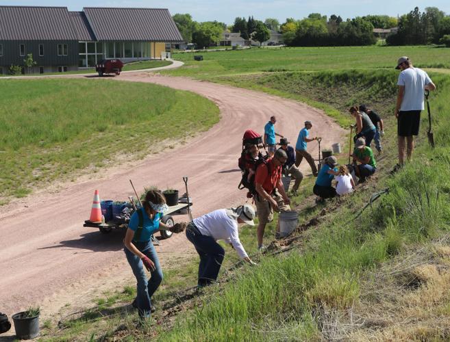 Wildflower Week