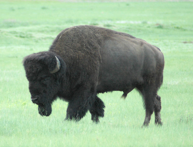 Saving the bison may have saved Wind Cave Park