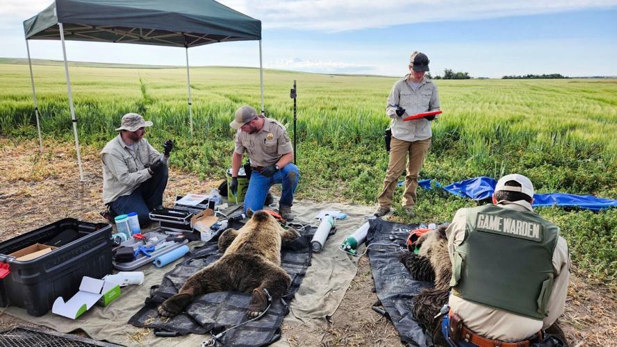 Trapped prairie grizzly bears